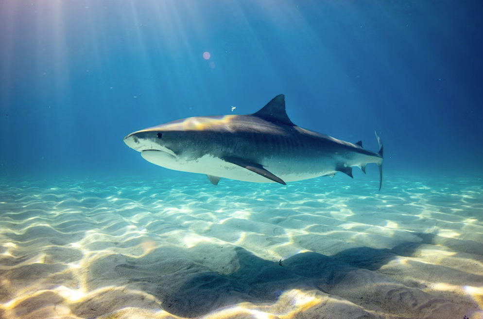 Bahamas Project Feature